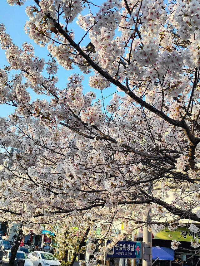 “White Whispers of Spring: Cherry Blossoms at Daejeon Station”