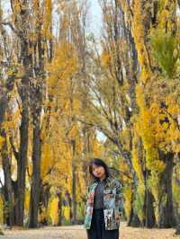 That Wanaka Tree - the lonely creature in the lake