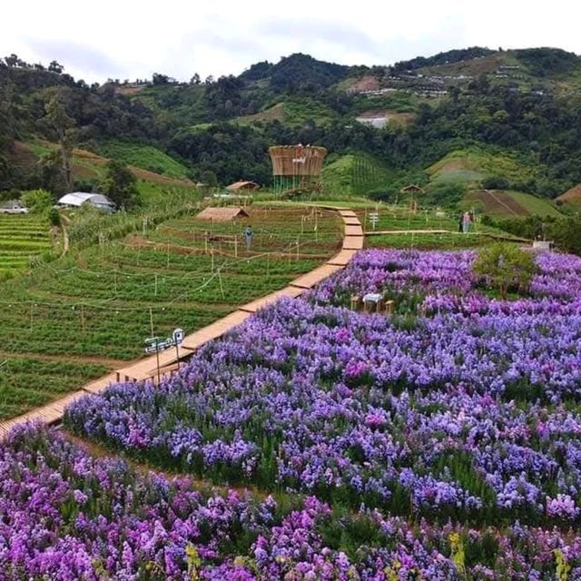 สวนดอกไม้ ป้างฮวา 🌺 l เชียงใหม่