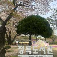 Cherry Blossoms at Jeongdok Library