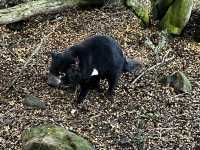 Explore the popular Devils@Cradle wildlife sanctuary 