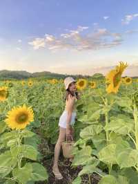 ทุ่งทานตะวันใหญ่ที่สุดในปากช่อง