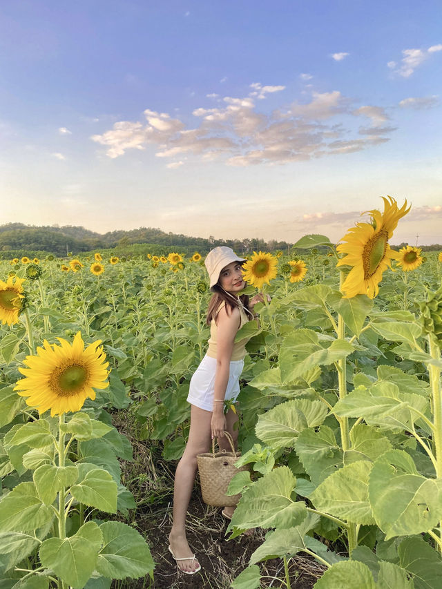 ทุ่งทานตะวันใหญ่ที่สุดในปากช่อง