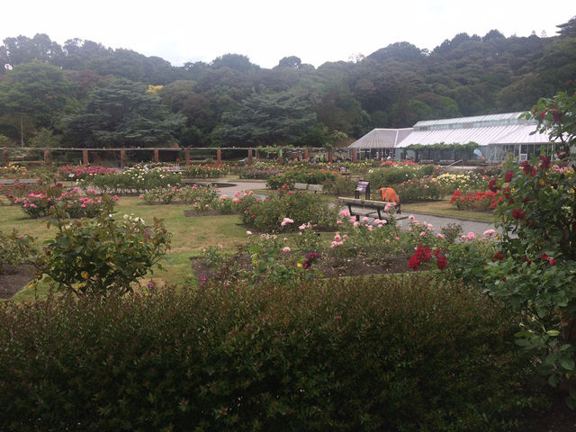 走！一起去威靈頓植物園當一日森林系旅人