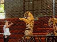สวนเสือ Tiger Topia  ศรีราชา ที่เที่ยวใกล้กรุงเทพฯ