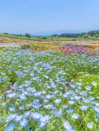 大分県　阿蘇くじゅう国立公園内 くじゅう花公園
