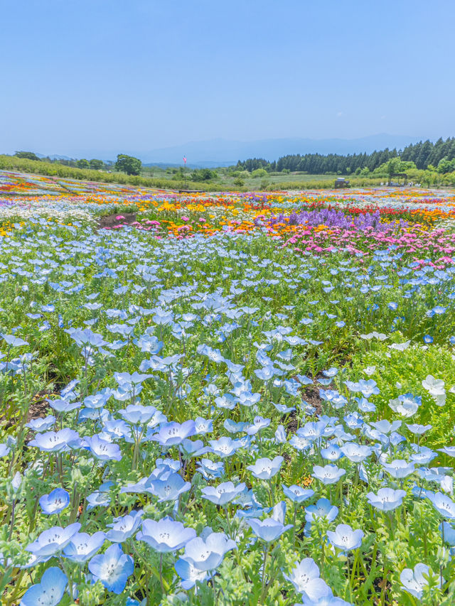 大分県　阿蘇くじゅう国立公園内 くじゅう花公園