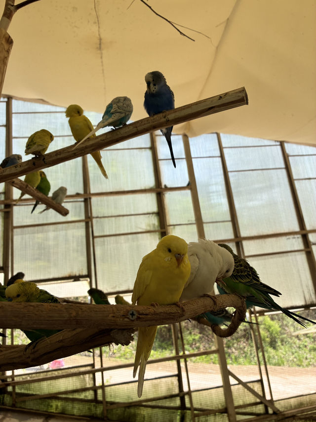 アルパカワールド！動物と触れ合える！