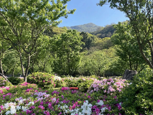 BLOSSOMS IN THE MOUNTAINS | WULING FARM CHERRY BLOSSOM SEASON