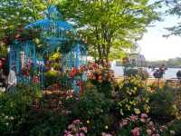 The Rose Garden at Ilsan Flower Festival