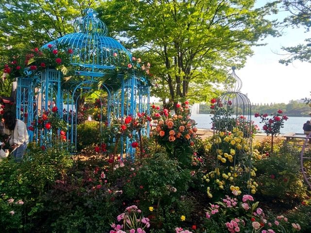 The Rose Garden at Ilsan Flower Festival