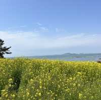 바다가 보이는 유채꽃밭, 부안 수성당