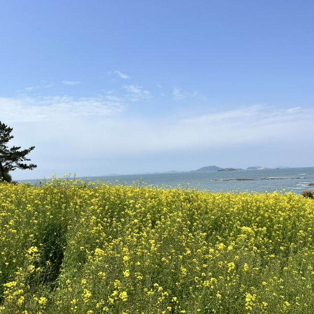 바다가 보이는 유채꽃밭, 부안 수성당