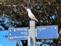 Watsons Bay – Sea Breeze & Seafood Feasts