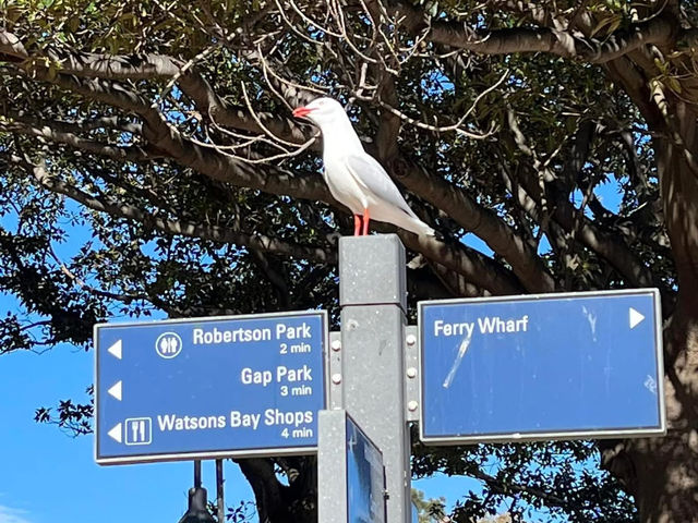 Watsons Bay – Sea Breeze & Seafood Feasts