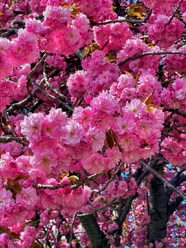 High Park – Where Nature Meets the Heart of Toronto