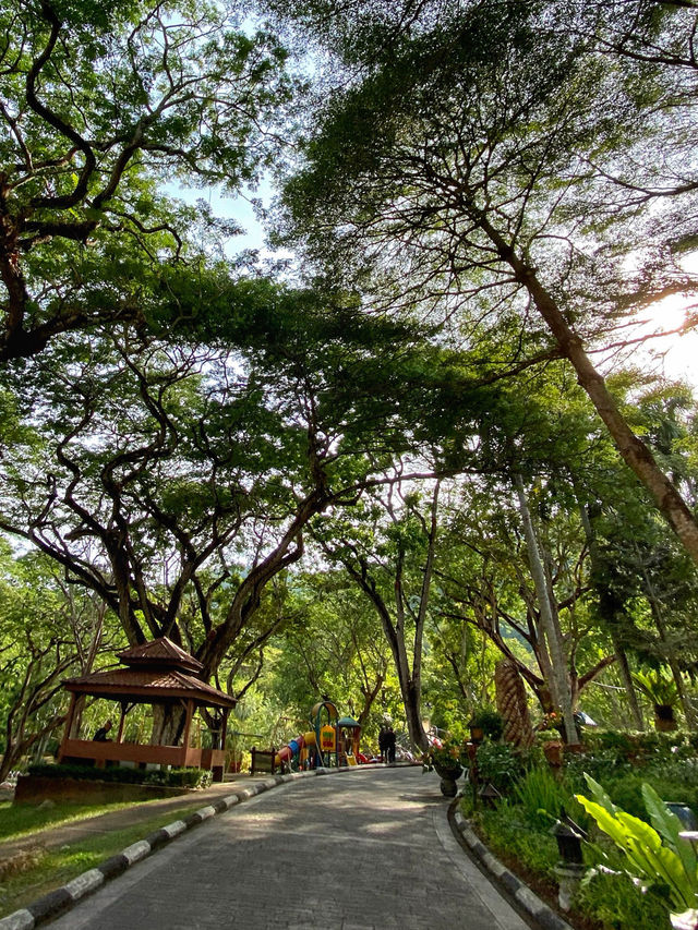 A Tranquil Green Stroll to End the Day at Penang Botanical Garden