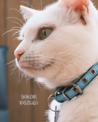 貓奴必去！旺角最chill貓咖體驗🐱