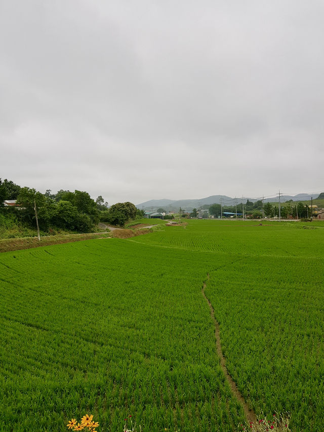 [보령 우유창고] – 신선한 우유로 만든 달콤한 디저트