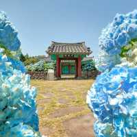 一歩進むごとに、色が変わるチェジュの紫陽花ロード。