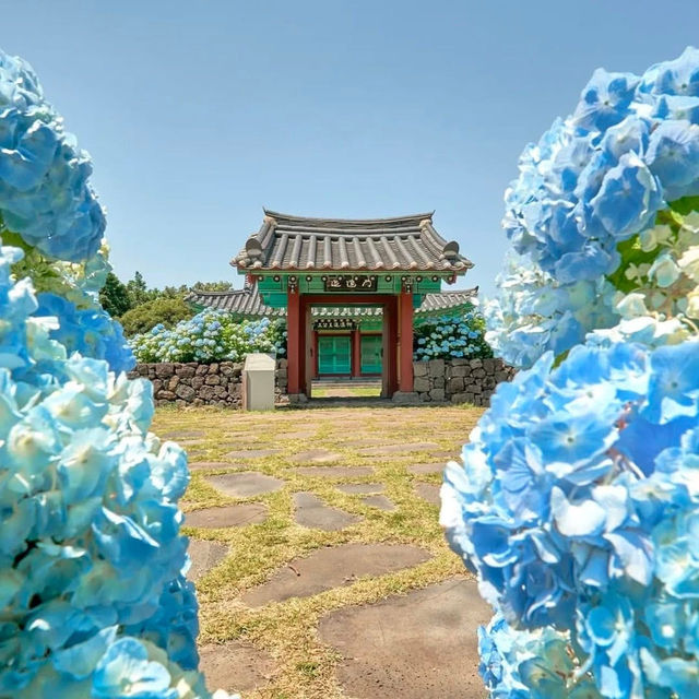 一歩進むごとに、色が変わるチェジュの紫陽花ロード。