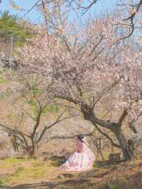 이번주는 매화 밑에서 파전에 막걸리 어때요?🌸🍶