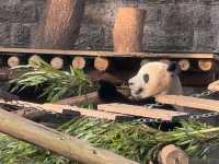 性價比超高的動物園
