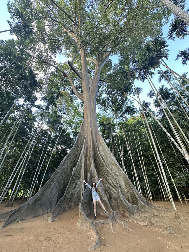 🌳 ต้นไม้ยักษ์ บ้านไร่ อุทัยธานี