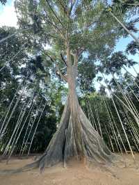 🌳 ต้นไม้ยักษ์ บ้านไร่ อุทัยธานี