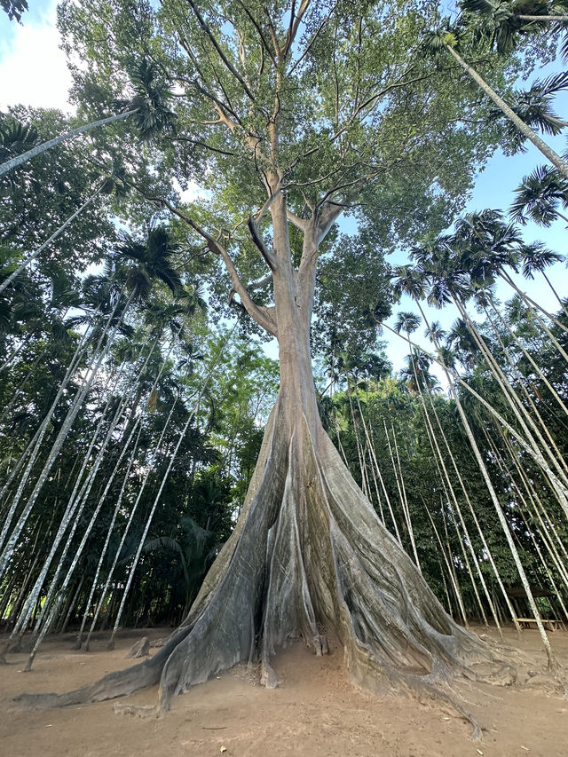 🌳 ต้นไม้ยักษ์ บ้านไร่ อุทัยธานี