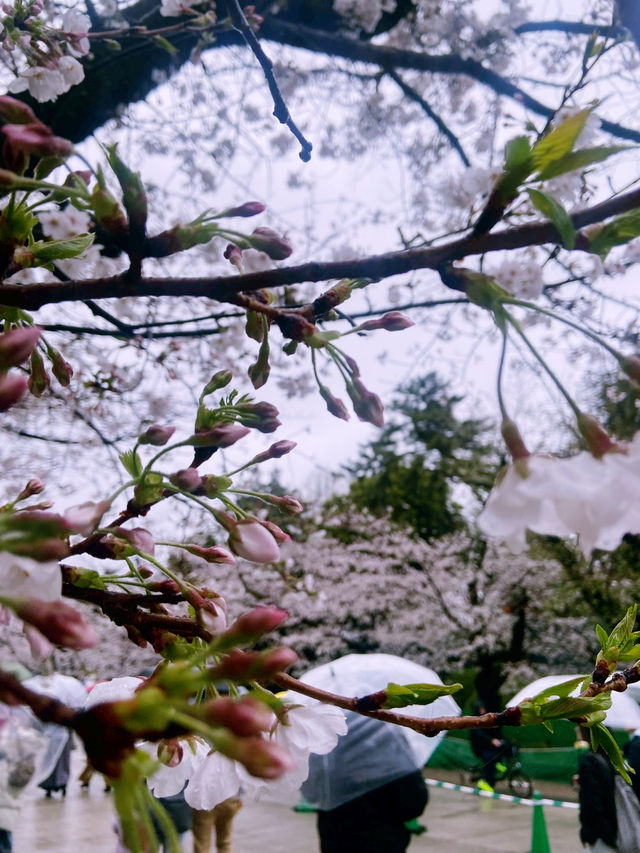 ชมซากุระบานที่ Ueno Park