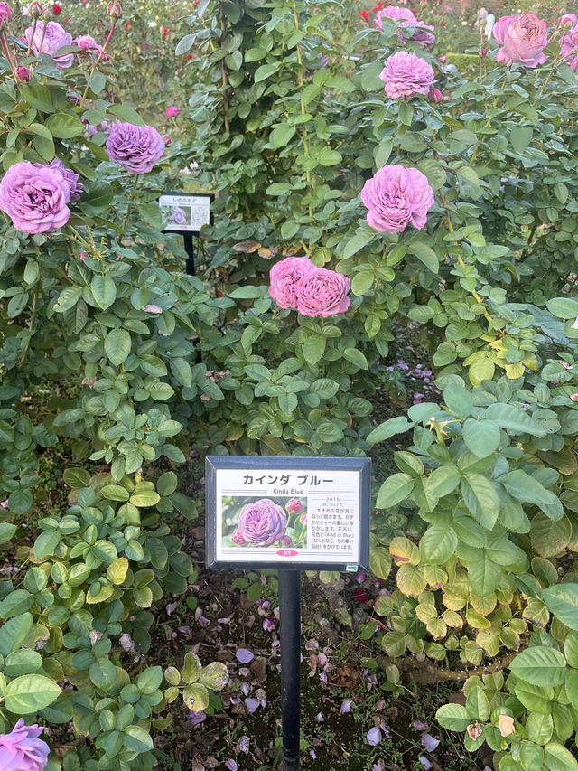 🌹【千葉・習志野 谷津バラ園】色と香りに包まれる、心ほぐれる初夏のひととき 