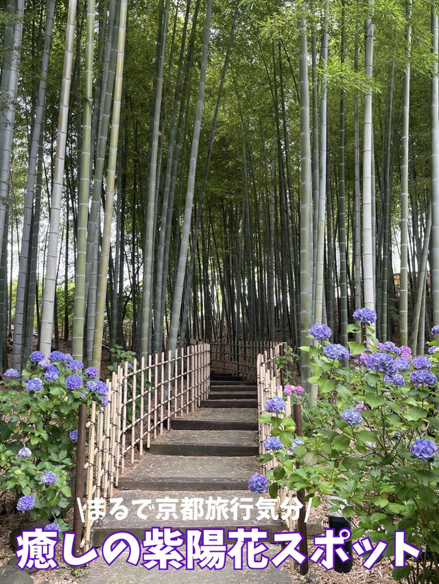 愛知]まるで京都のような竹林と紫陽花のコラボレーション🩵✨