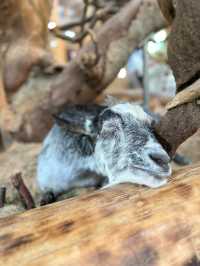 長崎Bio park- 教育與感動兼具的動物園