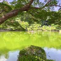 🌿🌸 Yakushi-Ike Park (薬師池公園), Machida: A Hidden Summer Oasis Near Tokyo