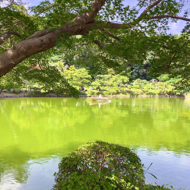 🌿🌸 Yakushi-Ike Park (薬師池公園), Machida: A Hidden Summer Oasis Near Tokyo