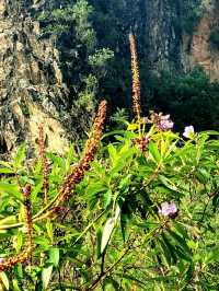 The blooming flora of Bukit Batok Town Park