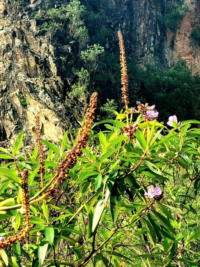 The blooming flora of Bukit Batok Town Park