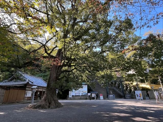 Stairway to Shrine Heaven at Kotohira 