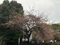 🔥「東京初見櫻花大爆發！穿越歷史畫卷的上野恩賜花園」