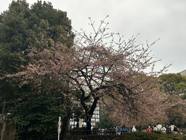 🔥「東京初見櫻花大爆發！穿越歷史畫卷的上野恩賜花園」