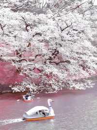 🌸東京櫻花季｜5大絕美賞櫻地全攻略 