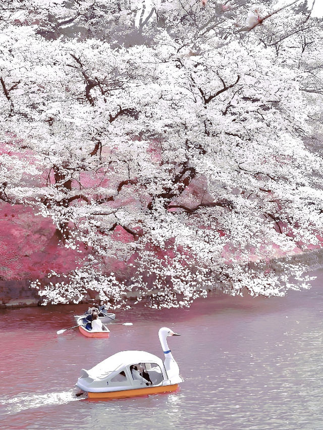 🌸東京櫻花季｜5大絕美賞櫻地全攻略 
