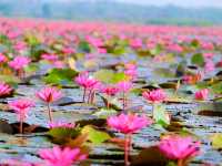 ทะเลบัวแดง อ.กุมภวาปี จ.อุดรธานี