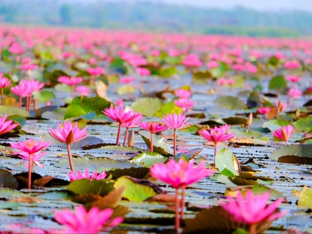 ทะเลบัวแดง อ.กุมภวาปี จ.อุดรธานี