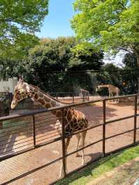 ～新竹市立動物園～優雅動物王國～