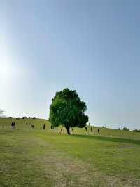 韓妞都愛來這拍「孤獨的樹」🌳 首爾奧林匹克公園全攻略✨
