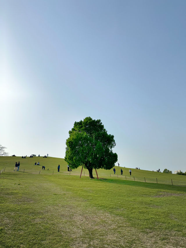 韓妞都愛來這拍「孤獨的樹」🌳 首爾奧林匹克公園全攻略✨