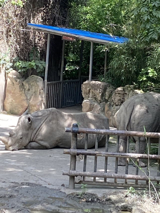 比較上海迪士尼，遛娃更值得去的地方- 上海動物園🐯🐼