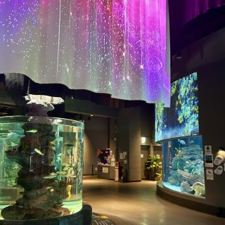 พบกับโลกใต้ทะเลลึกในบรรยากาศเย็นสบายที่ Daejeon Expo Aquarium